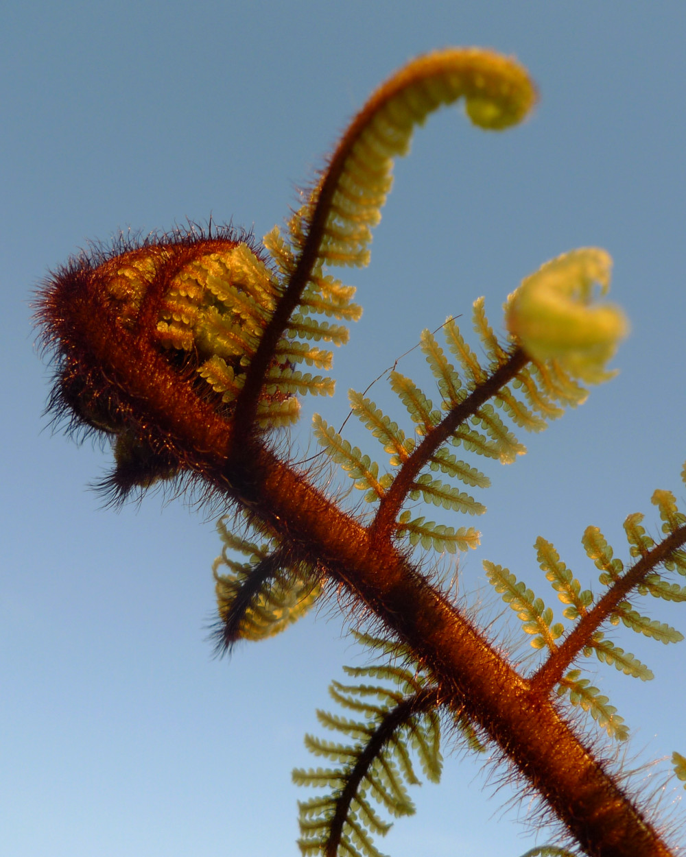 Picture of a ponga frond